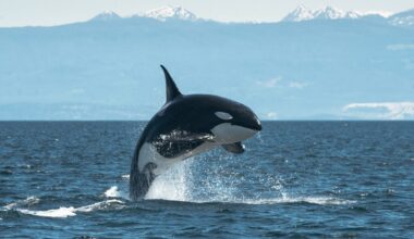 Why do captive killer whales have drooping dorsal fins?