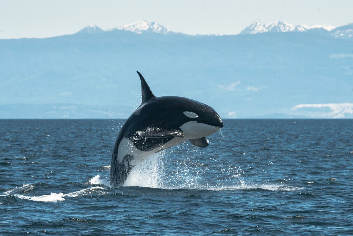 Why do captive killer whales have drooping dorsal fins?
