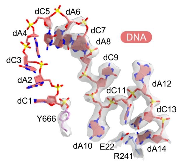 Scientists Discover a Bizarre New Way Life Can Make DNA... Without DNA