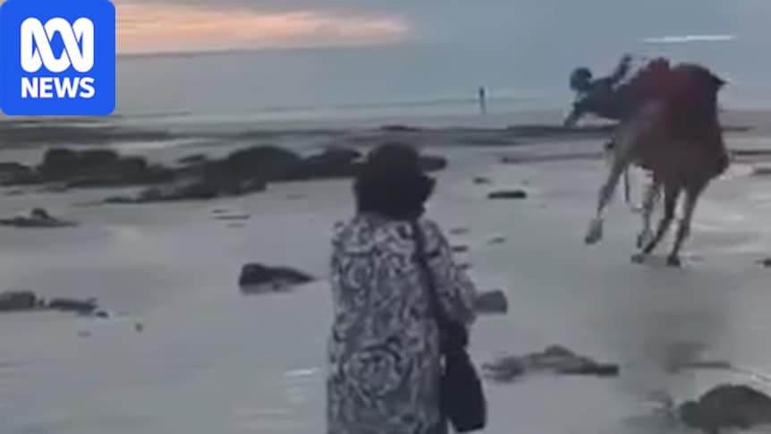 Rogue Cable Beach camel bucks tourists off during sunset ride