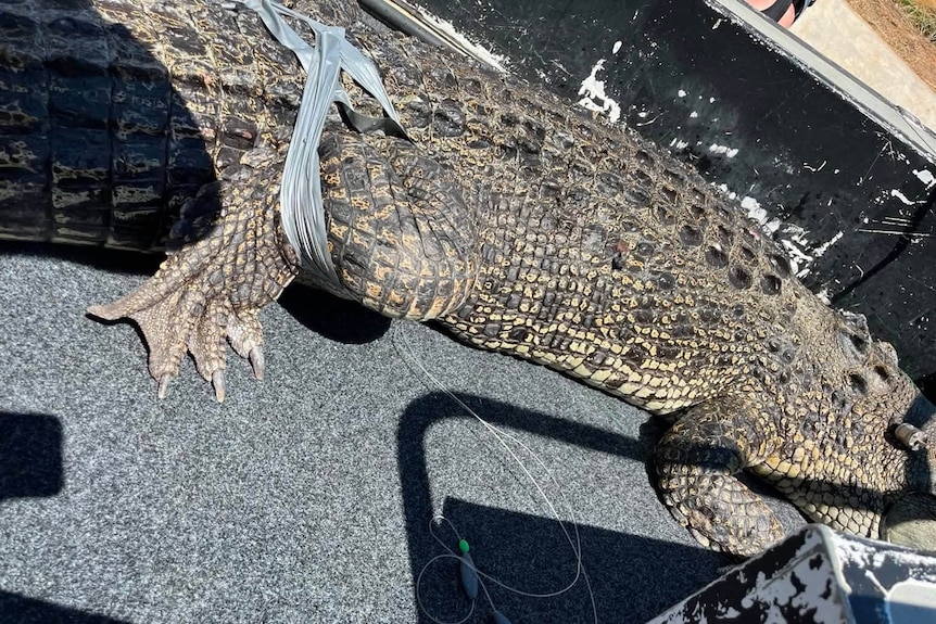 A captured crocodile.