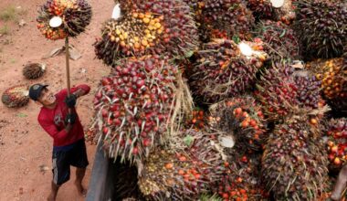 Indonesian rubber growers bet the farm on oil palm