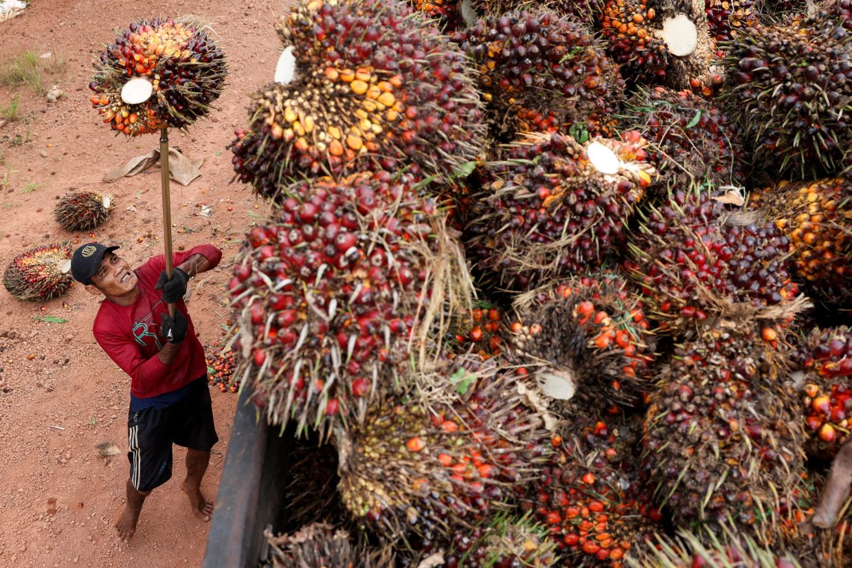 Indonesian rubber growers bet the farm on oil palm