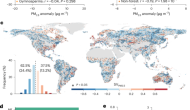 Particulate air pollution undermines plant water-use efficiency by inhibiting photosynthesis