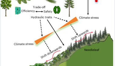 Hydraulic traits govern opposing range shifts of montane trees under warming
