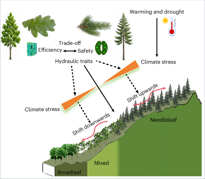 Hydraulic traits govern opposing range shifts of montane trees under warming