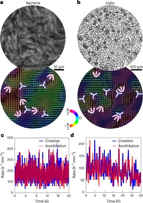 Irreversibility and symmetry breaking in the creation and annihilation of defects in active living matter