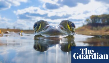 ‘From this perspective, the bullfrog feels powerful and mythical’: Steven Scott Grogin’s best phone picture | Photography
