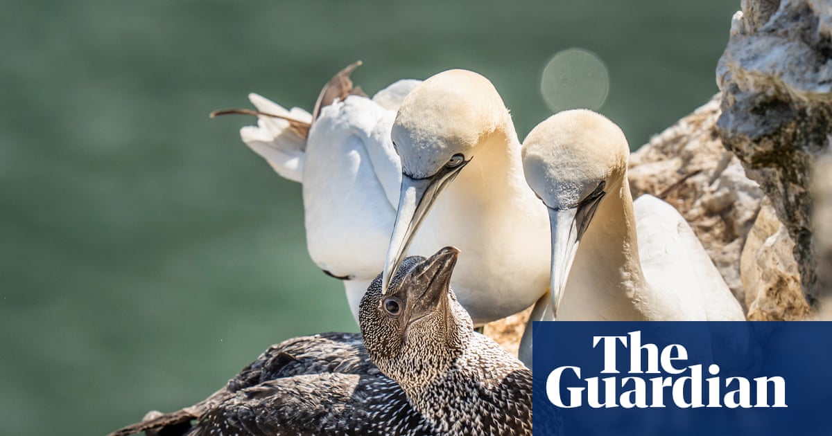 Scottish seabird hunt cancelled for first time in 400 years | Scotland
