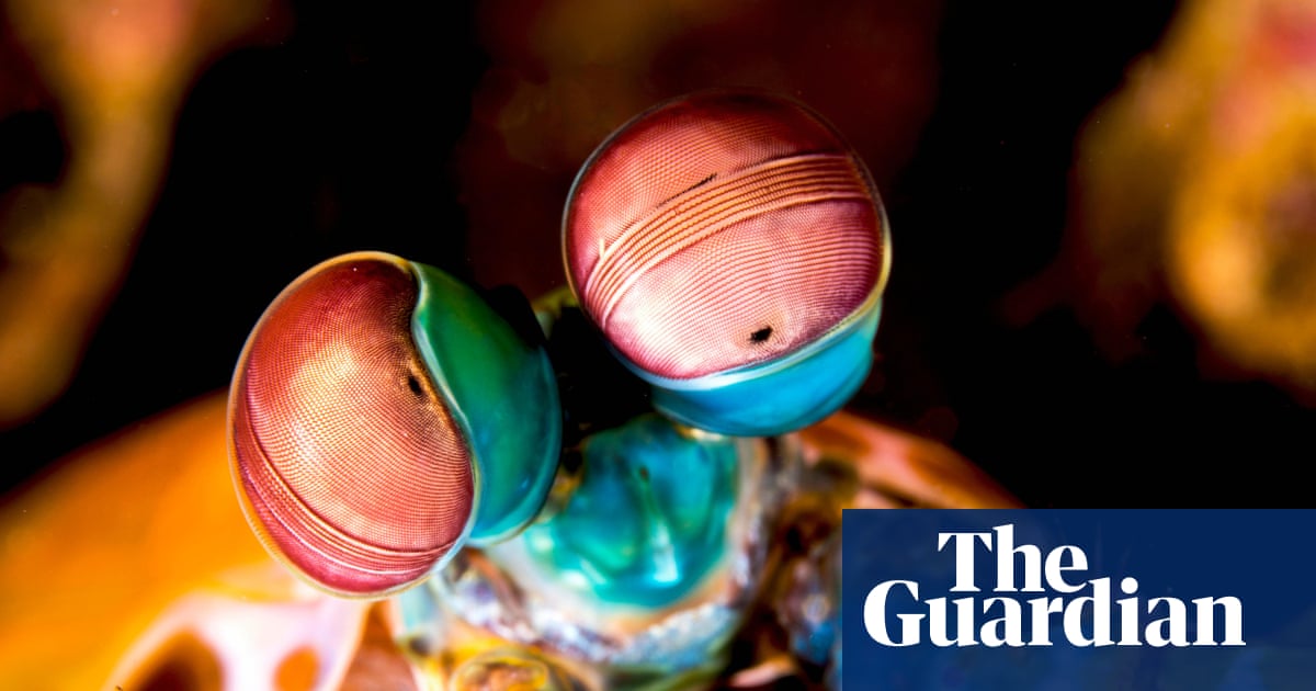 Six mind-bendingly amazing facts about invertebrates | Environment