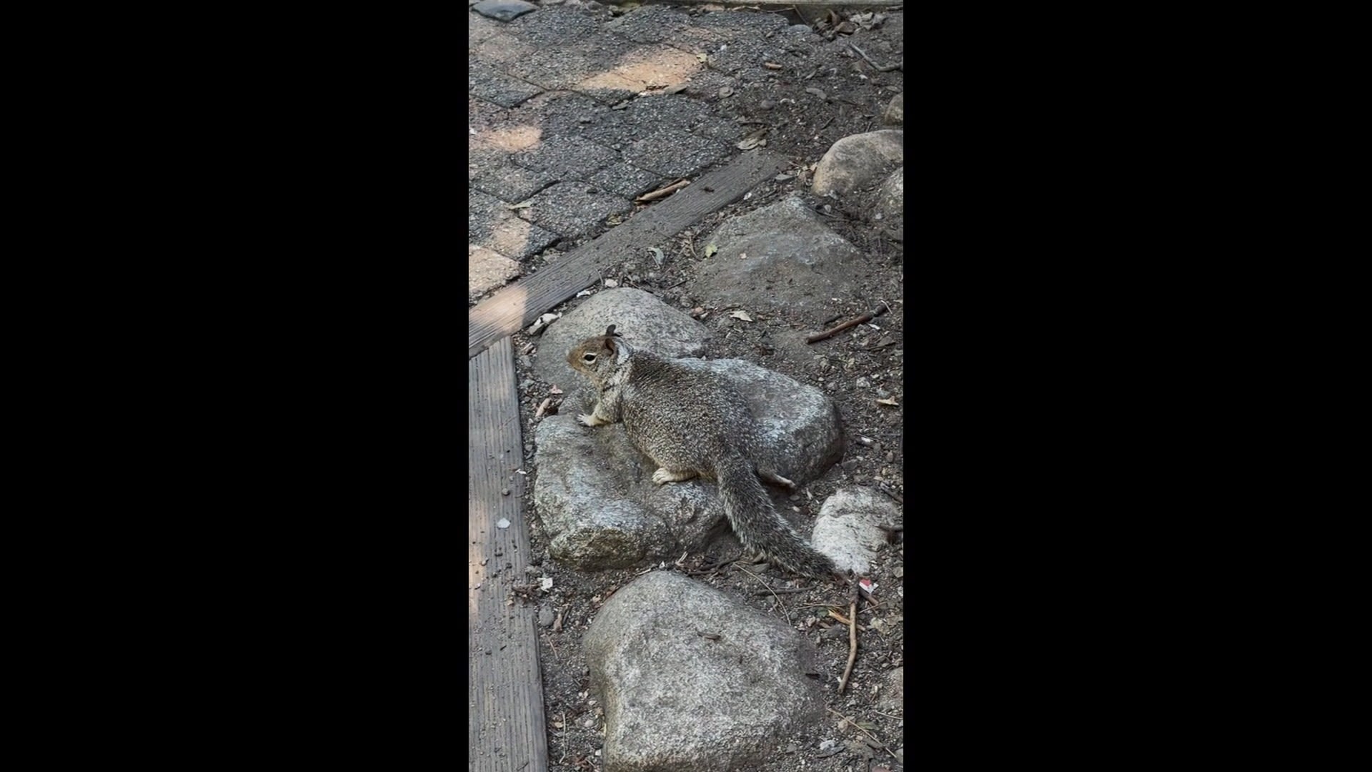 clipped thumbnail - fat-squirrels-yosemite-national-park - CNN ID 22848868 - 00:00:59;25