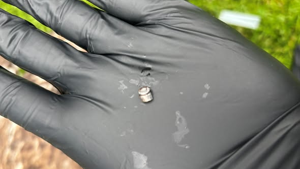 Bald eagle dies after pellet pulled from wing in Westmoreland County