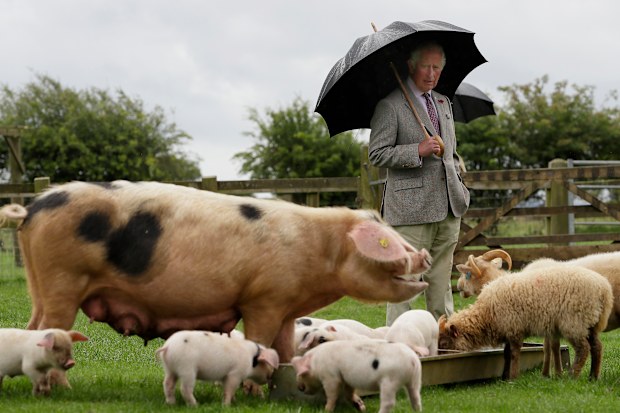 Britain’s Prince Charles, looks at a Gloucestershire Old Spot pig with her piglets during a visit to Cotswold Farm Park.