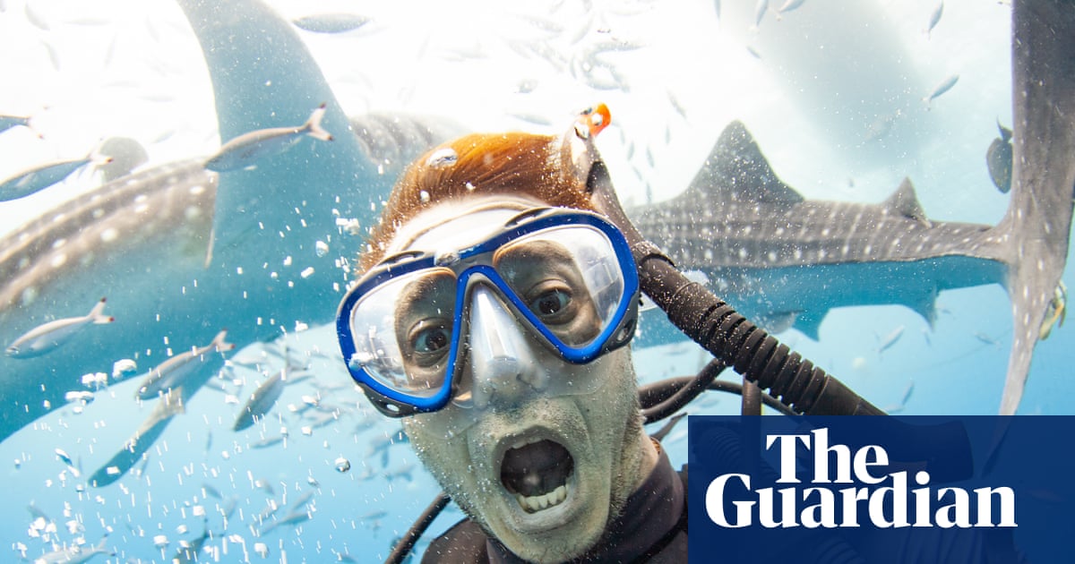 Shark selfies: why ‘finfluencers’ need to put their cameras away | Sharks