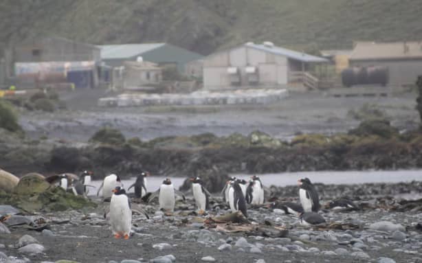 The island is also home to gentoo penguins.