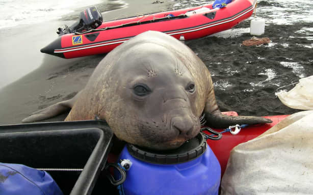 Expeditioners work and live next to seals and other wildlife on the island.