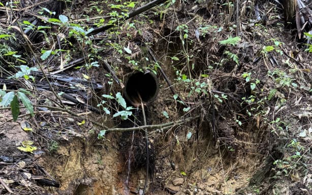 A community is up in arms over plans to send stormwater runoff into a native forest in Parry Kauri Park in Warkworth, where an 800-year-old kauri tree lives.