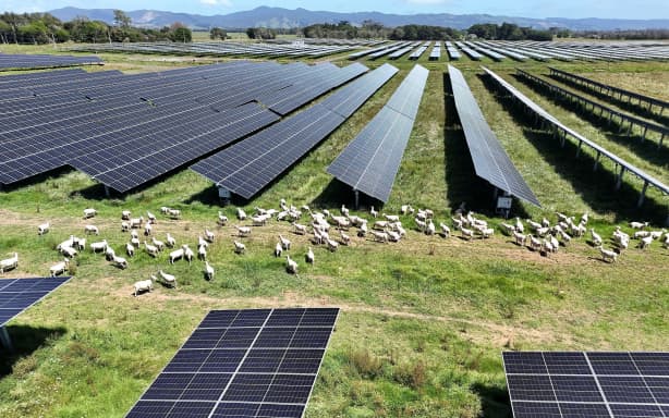 Meridian is set to construct the Waikato’s first solar farm sheep grazing in Morrinsville. Pictured is the Kaitaia Lodestone Solar farm in Northland.
