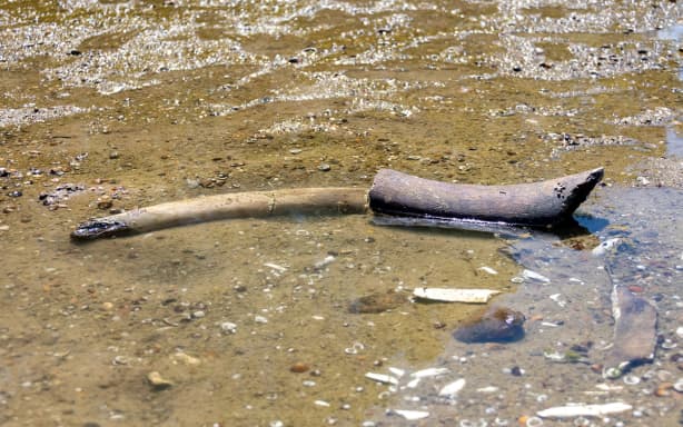 The remains of what historians believe is an ancient mammoth near the village of Ryahovo, Bulgaria.