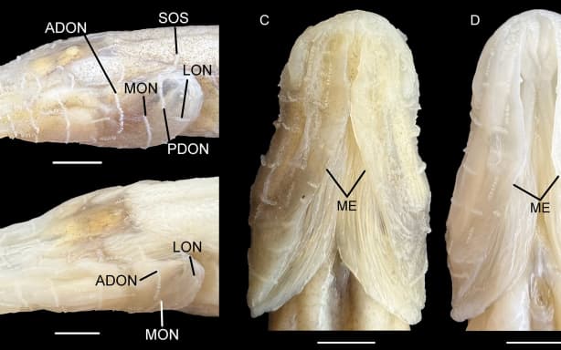 Dorsolateral and ventral views of the demon cavefish (B and D, respectively) and the southern cavefish (A and C, respectively).