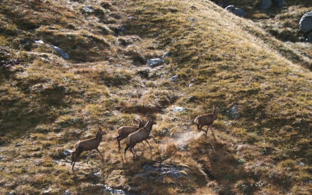 Wild deer on the run in New Zealand