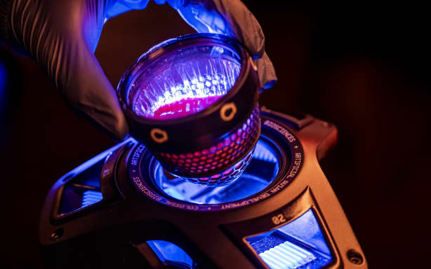 Colossal Biosciences is describing its artificial egg as a "major breakthrough" in its de-extinction moa project.