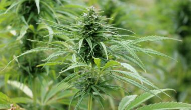 Industrial hemp sector wants more seed in the ground across New Zealand