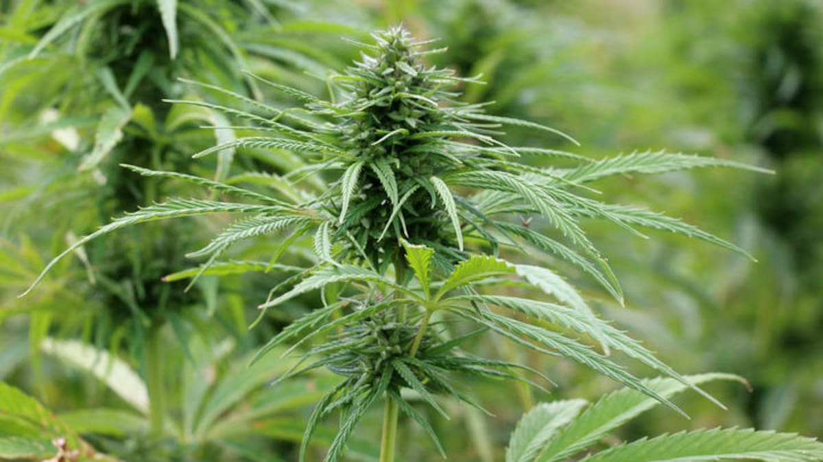 Industrial hemp sector wants more seed in the ground across New Zealand