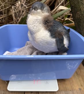 A 7 week old malnourished korora chick being weighed during welfare check regarding uplift into care prior to fledgling with a non survivable