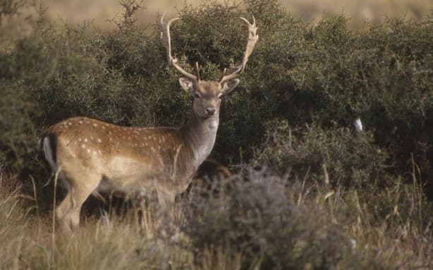 Fallow deer were among the first to be successfully introduced to New Zealand.