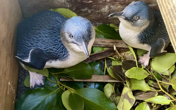 Soft released korora fledglings post artificial rearing and rehabilitation