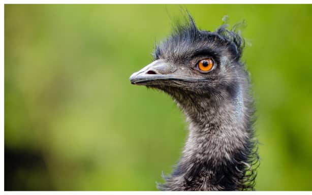 An emu