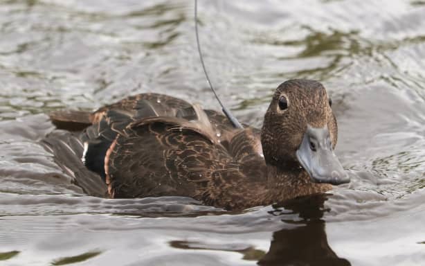 A pāteke, or brown teal, fitted with a transmitter shortly after its release at a lake on Purerua Peninsula, in the northern Bay of Islands.