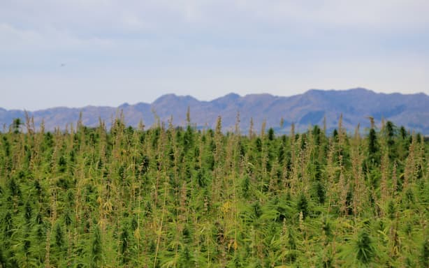 A 20 hectare paddock of hemp growing in North Canterbury