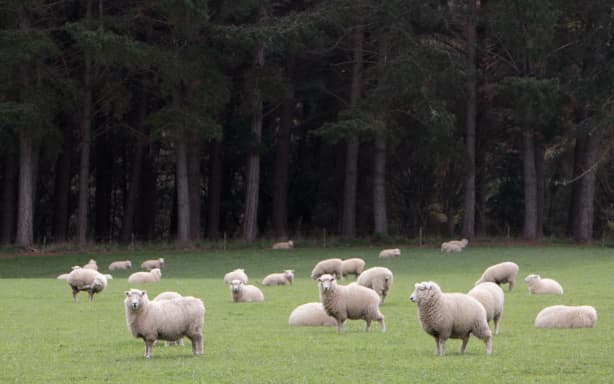 A report commissioned by Beef + Lamb found the returns on forestry land could be twice those of sheep and beef farms - but forestry created fewer jobs