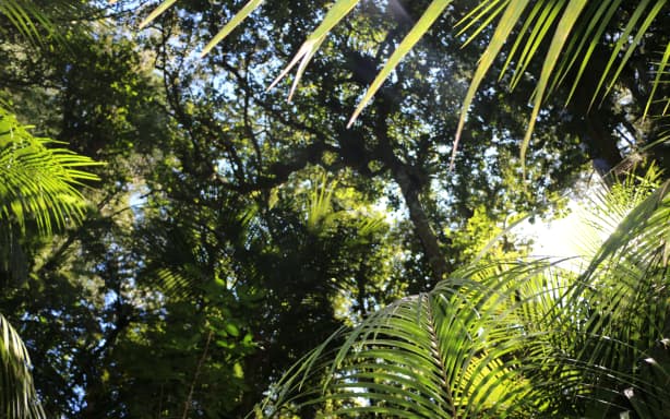 Inside the kauri park.