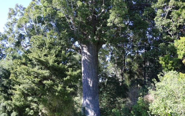 An 800-year-old McKinney kauri.