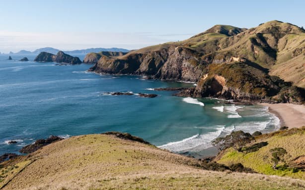 The rugged Purerua Peninsula, in the northern Bay of Islands, is believed to have the highest kiwi density in the country.