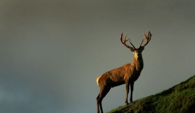 Wild deer costing Hawke’s Bay farmers tens of thousands of dollars - study