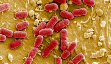 Three Canadian microbiologists recognised for breakthrough research that could transform healthcare and food security