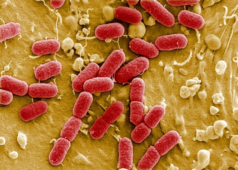 Three Canadian microbiologists recognised for breakthrough research that could transform healthcare and food security