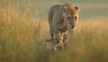 Clip from 'Lion' documentary film, showing a lion cub walking next to its mother