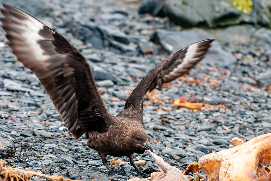 A brown gull-like bird with wings raised pulling at a carcass with its beak on grey pebbly ground.