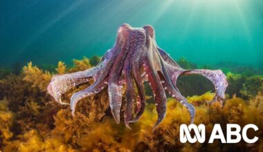 South Australia's giant cuttlefish count plummets to record low