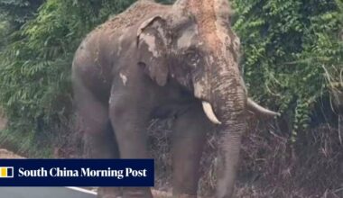 In Malaysia, injured elephant Sulong’s 100km trek home drives logging debate