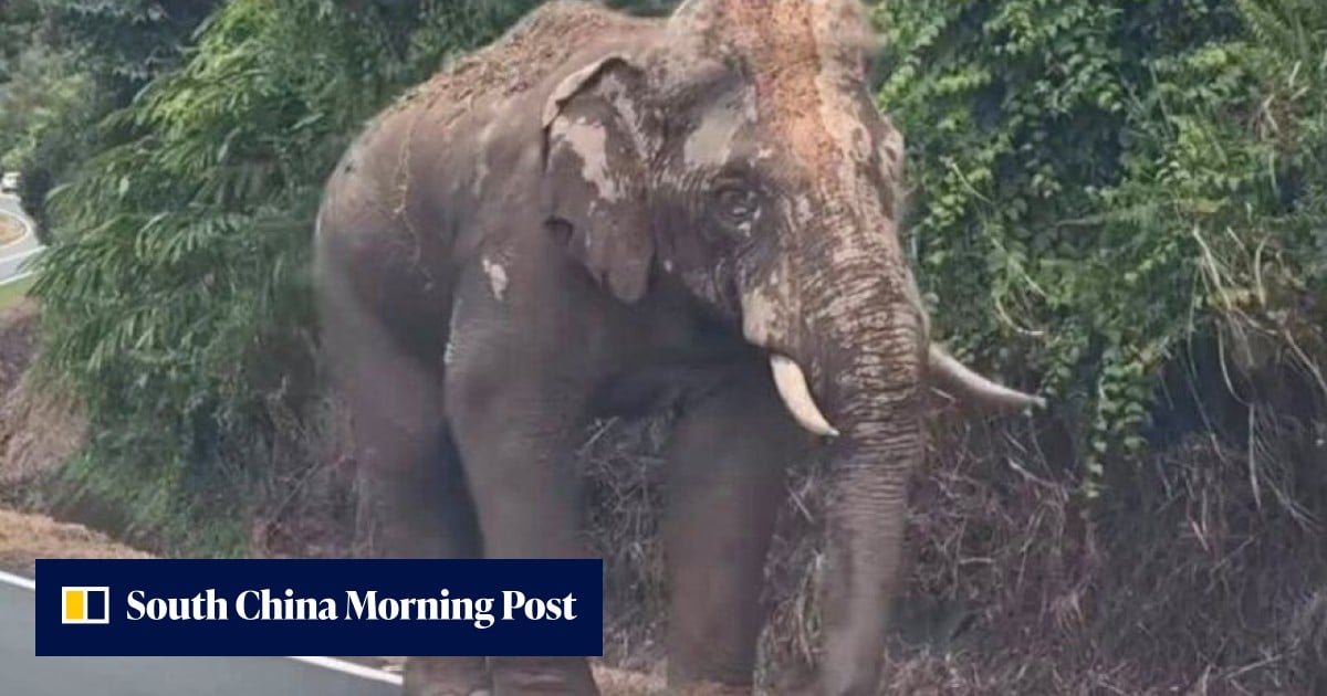 In Malaysia, injured elephant Sulong’s 100km trek home drives logging debate