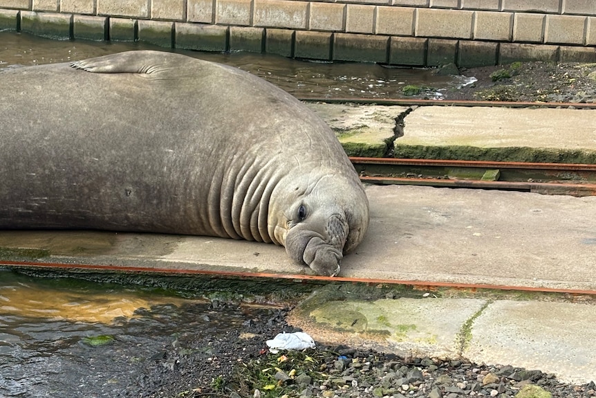 A large elephant seal lays next to a dead seagull.