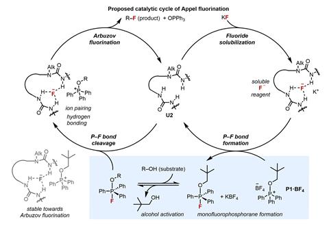 Catalytic cycle