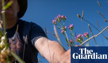 ‘I love it. It’s hope’: the mysterious self-willed wildflower meadow that seeded itself | Biodiversity