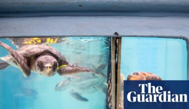Hundreds of sea turtles are stranded in Cape Cod each year. An ‘amazing network’ has mobilized to help | US news